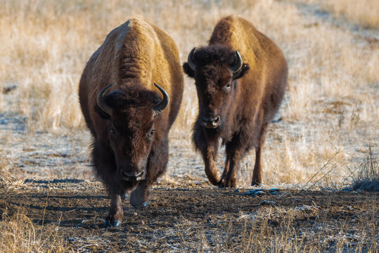 Wild American Bison on the high plains of Colorado. Mammals of North America.