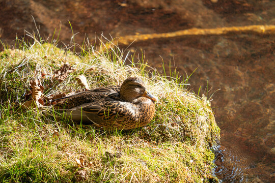 Female mallard duck resting on a mossy bank by a shallow stream