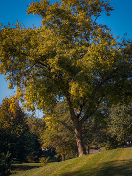 Large vibrant tree with early autumn yellow foliage on a grassy slope under a clear blue sky