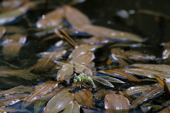 a female Emperor dragonfly (Anax imperator, also known as the libellula imperatore in Italian), recognizable by its bright green thorax and patterned abdomen, shown resting or laying eggs (ovipositing