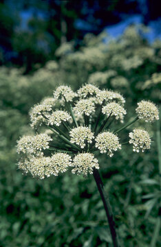a compound umbel of white small flowers characteristic of plants in the carrot or parsley family (Apiaceae), such as Angelica sylvestris (wild angelica).