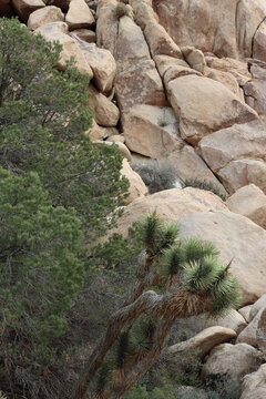 Joshua Tree, Yucca Brevifolia, and Singleleaf Pinyon, Pinus Monophylla, are among the most magnificent native plant denizens in the Little San Bernardino Mountains of the Southern Mojave Desert.