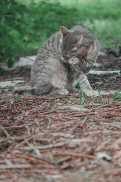 Tabby cat scratches ground in forest clearing. Furry coat blends with pine needles and greenery. Animal appears focused, engaged in natural behavior. Image captures wildlife moment in outdoor setting