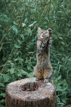 Tabby cat stands on tree stump, paws raised. Eyes focused upward, attentive posture. Green foliage surrounds, natural daylight. Scene evokes curiosity, wild nature, or playful moments