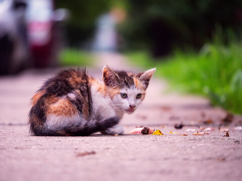 Small calico kitten sits on sidewalk, eyes wide with curiosity. It watches scattered food with cautious interest. Background blur shows green grass and distant car. Ideal for themes of street life