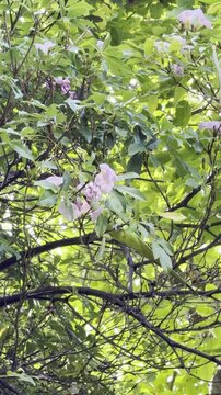 The rose-ringed parakeet (Psittacula krameri), ring-necked parakeet, Indian Ringneck. Tabebuia heterophylla (roble blanco, pink manjack, pink trumpet tree) is a species of tree. Honolulu, Oahu island