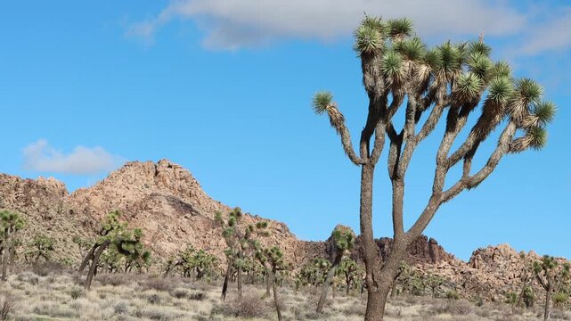 Joshua Tree Woodland is a meritorious ecotype consisting principally of Yucca Brevifolia, and spans arid sites such as the Little San Bernardino Mountains, Southern Mojave Desert.