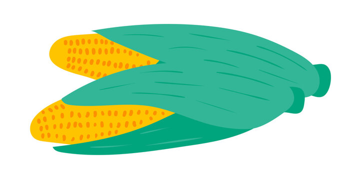 Thanksgiving maize, corncob with leaves illustration isolated. Traditional holiday food design elements, clip art, hand drawn vector. Family dinner, autumn vegetable, harvest festival, farmers market
