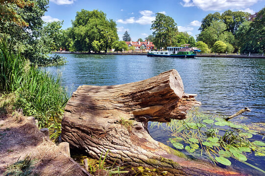 Scenic view of a weathered tree stump along the grassy riverbank