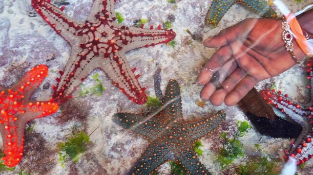 A local guide hand gently rests in shallow water near cluster of vibrant Red knobbed starfish in Zanzibar. High-angle view showcasing marine biodiversity and tourism