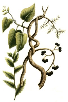 Botany, Plant, Fish Seeds, Coccolus Seeds, the seeds of the Southeast Asian moonseed plant Anamirta cocculus, Indian mock myrtle, coccolus shrub and coccolus plant, Historical, digitally restored reproduction from an 18th century original
