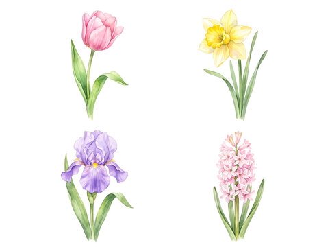 Watercolor spring flowers set with tulip, daffodil, iris, hyacinth
