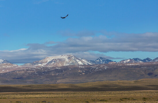 Condor