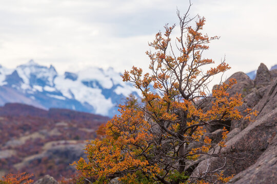 Fitz Roy