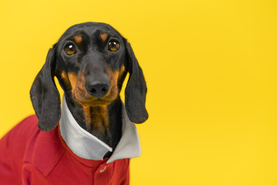 A black and tan dachshund dog wears a red polo shirt with a white collar and gazes upward against a bright yellow studio wall, a concept of pet apparel branding with room for text.