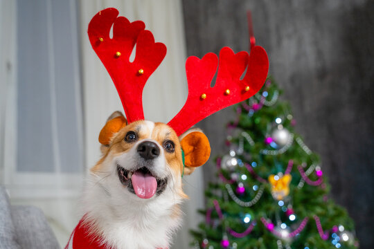 A white and red corgi dog in a felt antler headband and a red outfit sits with its tongue out beside a decorated conifer at home, a cheerful idea for seasonal pet gift marketing.
