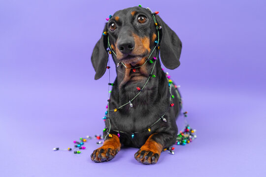 A black and tan dachshund dog lies wrapped in a strand of multicolored bulbs on a violet studio backdrop, a playful idea of mischief during holiday decorating.