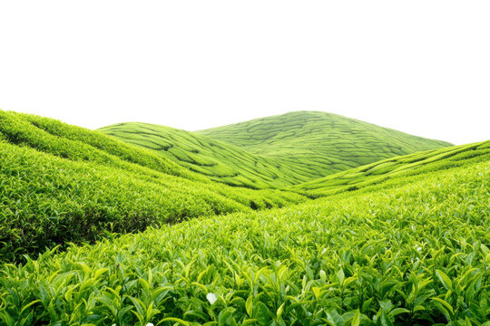Lush green tea plantation hills with terraced fields isolated on white background
