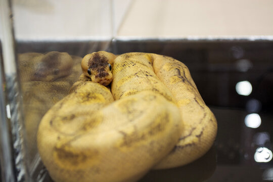A rare, exotic golden python lies coiled inside a glass enclosure.