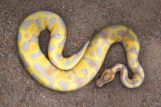 A golden python coiling on the ground.