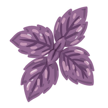 illustrated purple basil herb leaf vector element for kitchen decor, cooking stickers, and culinary design