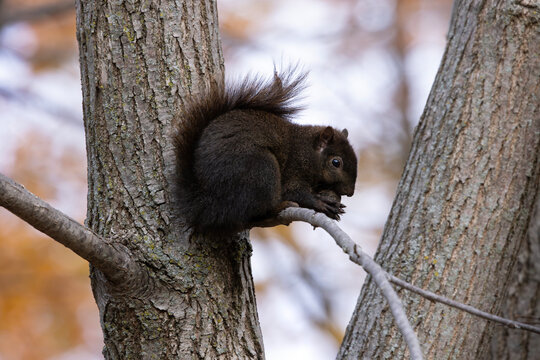 Black squirrel melanistic color morph of Eastern gray squirrel Sciurus carolinensis perched on a tree branch holding a nut background fall color