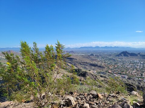 Creosote bush with yellow flowers on a rocky summit overlooking the sprawling desert valley landscape of Phoenix, Arizona