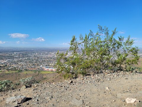 Creosote bush with yellow flowers on a rocky overlook with an expansive city view of Phoenix, Arizona, under blue skies