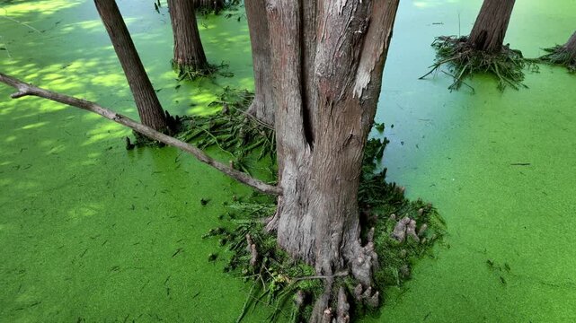 Cypress Trees Rising from a Green Algae Covered Wetland