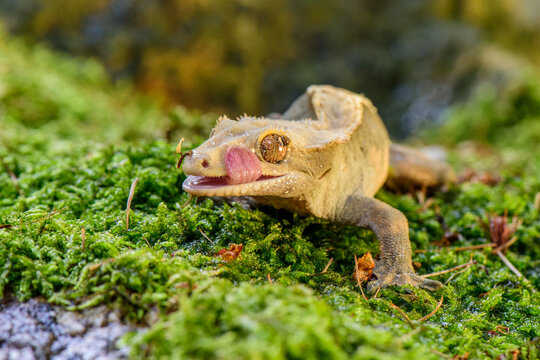 Crested gecko licking its face while walking on green mossy ground in natural outdoor habitat