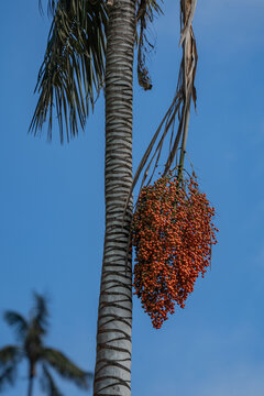 Wax palm trees, native to the humid montane forests of the Andes, towering the landscape of Cocora Valley at Salento, among the coffee zone of Colombia