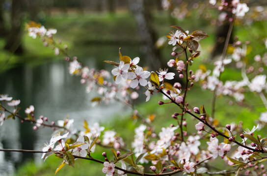 A graceful close-up of blooming Prunus cerasifera branches covered in soft pinkish blossoms and young purple leaves along a park riverbank.