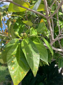 Green leaves and unripe figs on a tree in sunlight