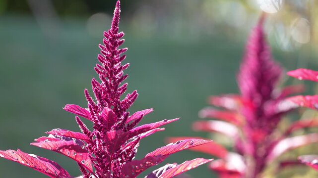Tokyo,Japan - October 28, 2026: closeup of Amaranthus cruentus 