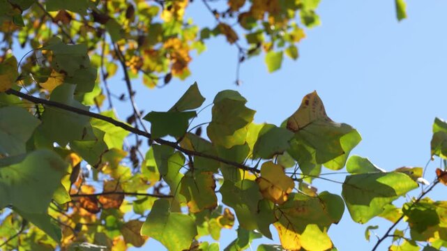 Tokyo,Japan - October 28, 2026:Autumn Leaves of tulip tree in the Wind