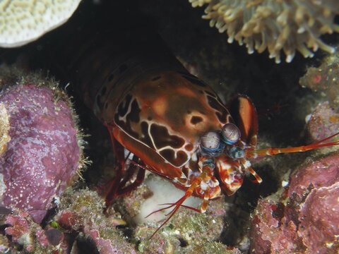 Clown mantis shrimp (Odontodactylus scyllarus) hides among colourful corals in the reef. Dive site Toyapakeh, Nusa Ceningan, Nusa Penida, Bali, Indonesia