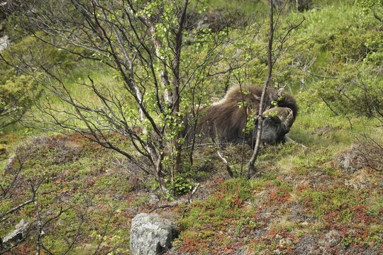 Musk ox (Ovibos moschatus) resting among birch trees in Dovrefjell-Sunndalsfjella National Park, Central Norway, Scandinavia