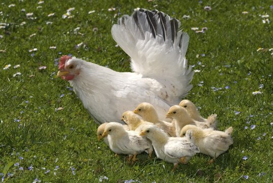 Japanese Bantam or Chabo hen with chicks, Schwaz, Tyrol, Austria, Europe