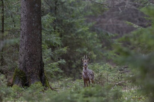 A roe buck (Capreolus capreolus) standing securely in a spruce forest, photographing roe deer in the forest is extremely difficult and cannot be compared with the relatively easy photography of field roe deer, change of coat, April, Germany