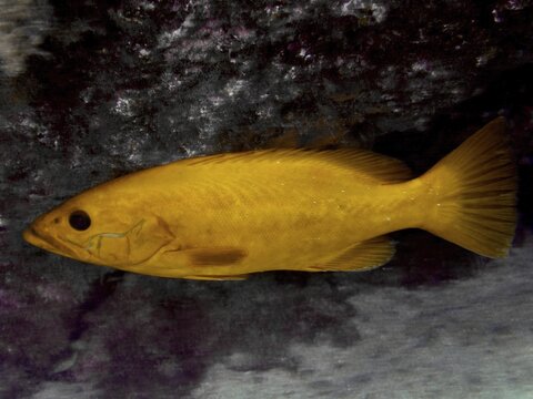 A bright yellow fish, the Macaronesian grouper (Mycteroperca fusca), stands out against the dark background. This rare colour variant is known locally as &lsquo;Abade Capitan', dive site: Risco Verde, Arinaga, Gran Canaria, Spain, Europe, Atlantic Ocean