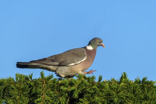 Pigeon striding over the top of a conifer under a blue sky, wood pigeon (Columba palumbus), wildlife, Germany