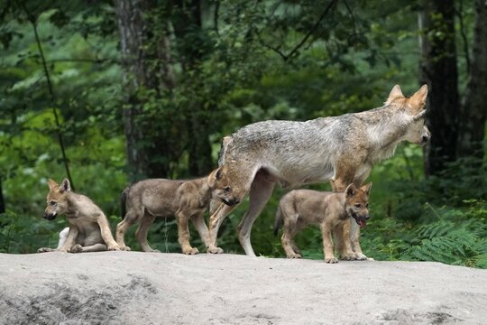 European gray wolf (Canis lupus), adult with pups, captive