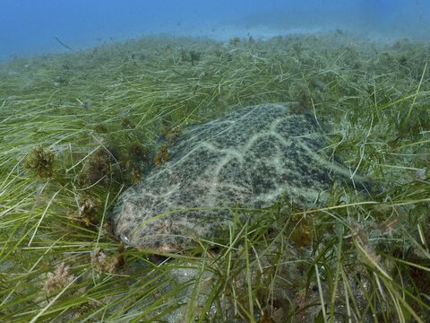 Angelfish shark (Squatina squatina), well camouflaged amongst seagrass (Cymodocea nodosa) on a sandy seabed in clear water, at the El Cabron Marine Reserve dive site, Arinaga, Gran Canaria, Spain, Europe, Atlantic Ocean