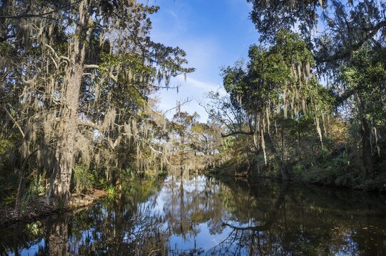 Swampy area in the Magnolia Plantation outside Charleston, South Carolina, USA