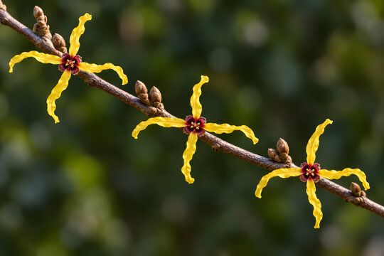 Yellow witch hazel tassel flowers on a bare winter branch