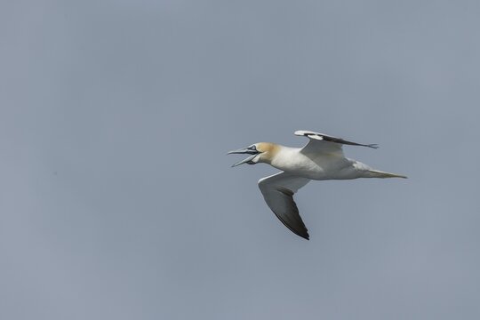 Northern gannet (Morus bassanus) in flight, North Sea