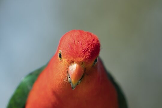 Australian King Parrot (Alisterus scapularis) adult male bird head portrait, Kennett River, Victoria, Australia