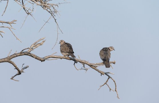 Ring-necked Doves (Streptopelia capicola) perched on a dry branch, Etosha National Park, Namibia