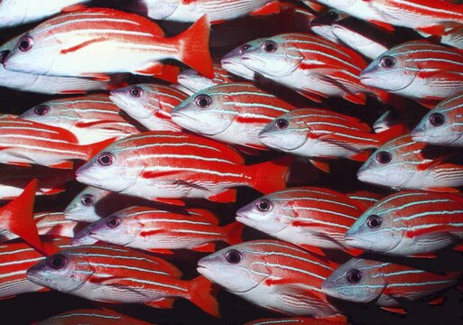 Maledives yellow snapper