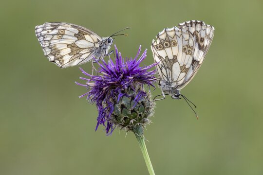 Checkerspot butterfly (Melanargia galathea), Bad M&uuml;nstereifel, North Rhine-Westphalia, Germany